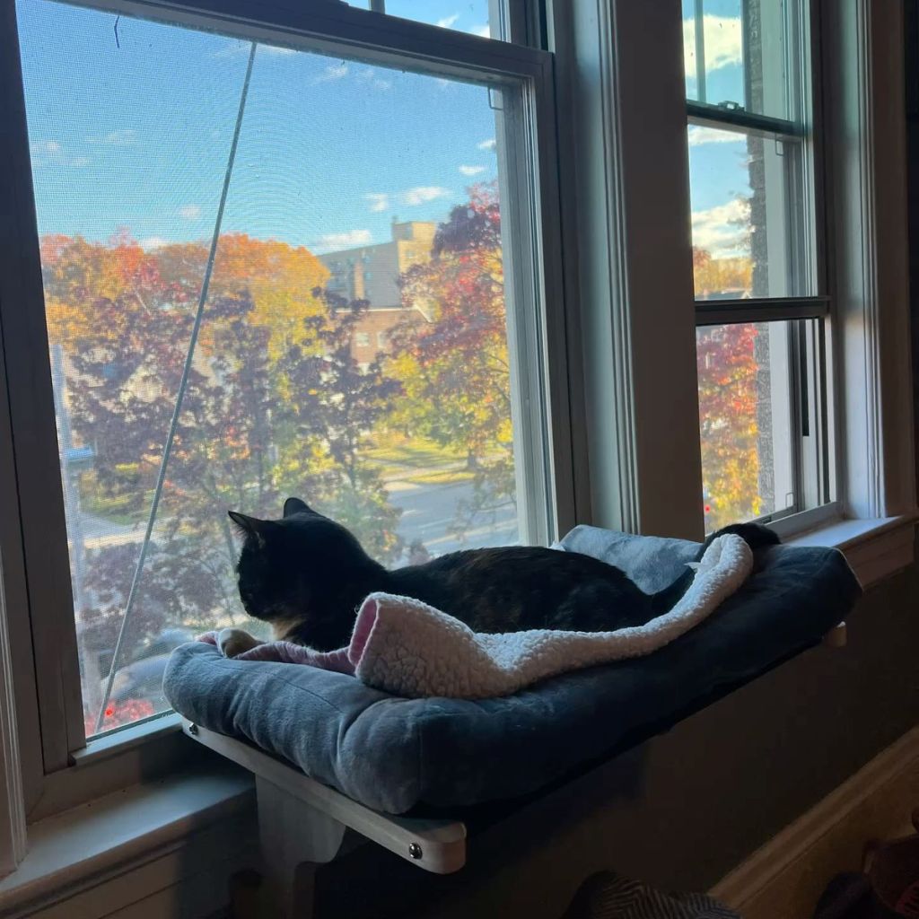 Essential Items for Cat Owners from Amazon